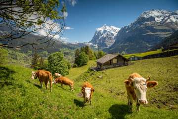 Paysage printanier à Grindelwald. Vue sur le village et la vallée, ainsi que sur l'Eiger.