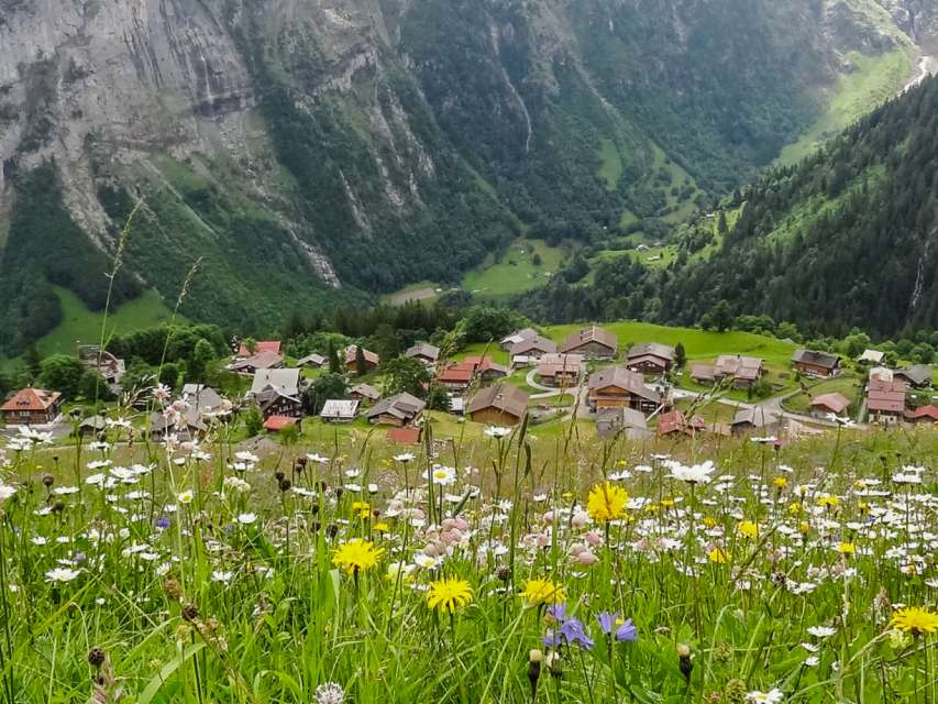 Une diversité florissante : la fascinante flore de la région de la Jungfrau