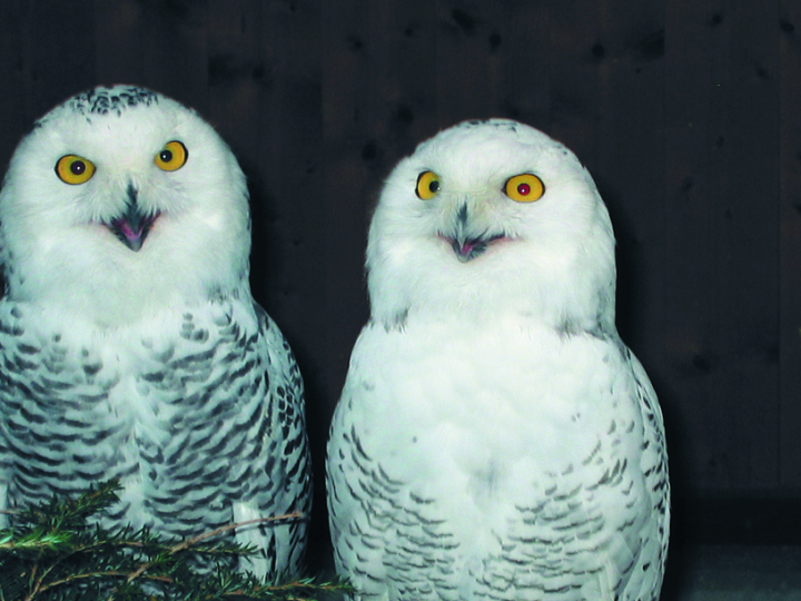 Alpenvogelpark Grindelwald