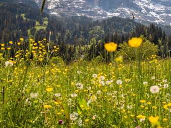 Montane Zone (bis ca 1.500m) in Grindelwald