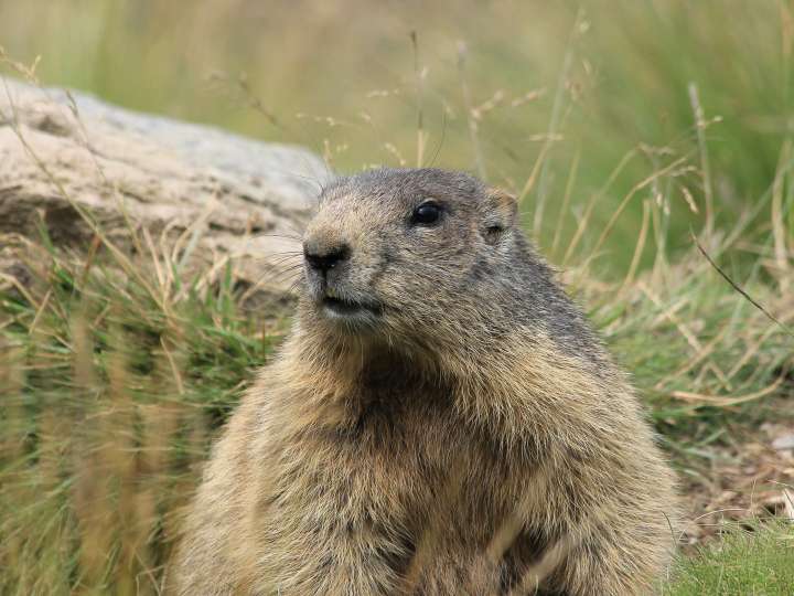 Geführte Wildbeobachtung