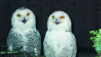 Grindelwald Alpine Bird Park
