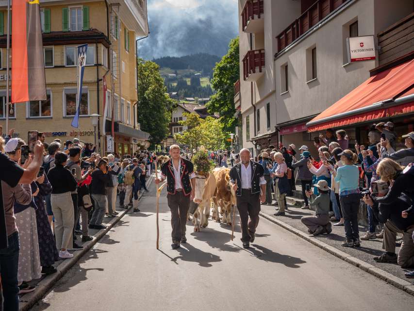 Alpabzug erleben – das bunte Heimkehren der Tiere ins Tal