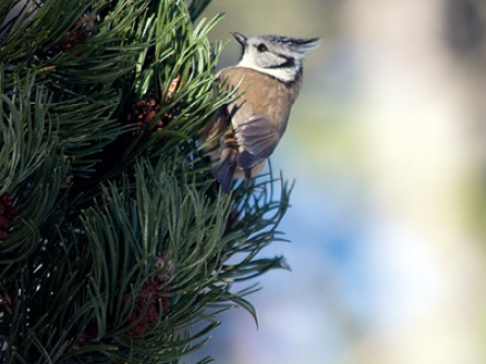 2-Tages-Exkursion 2026 Hinteres Lauterbrunnental