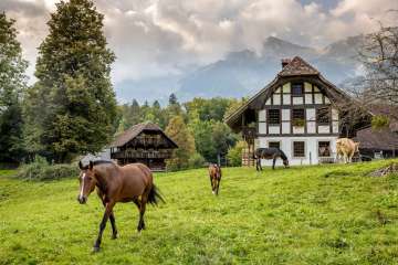 Die Häuser im Freilichtmuseum Ballenberg in ihrer ursprünglichen Bauweise stehen inmitten grüner Wiesen auf welcher die Pferde und Kühe weiden.