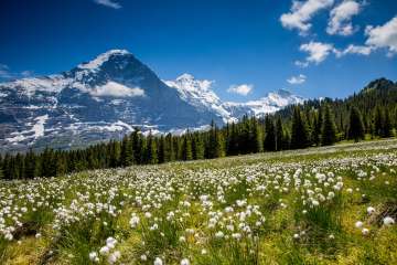 The Eiger in the background