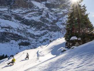 Zwei Personen fahren auf Schlitten die verschneite Piste von der Grossen Scheidegg – Schwarzwaldalp talwärts. Die tief stehende Sonne scheint zwischen einer Tanne und neben dem Wetterhorn hindurch und sorgt für starkes Gegenlicht. 