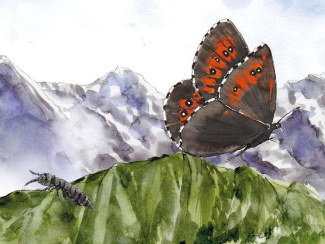 Wo bist du, kleiner Challifloh?