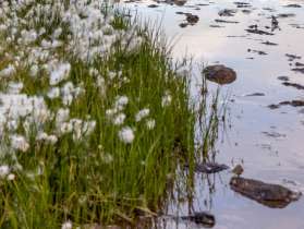 Das Gras mit den Blumen wächst direkt am Ufer des Gadenlauisees. Im Hinergrund werden die umliegenden Bergspitzen mit dem letzten Sonnenlicht des Tages bestrahlt. Der Himmel ist leicht bewölkt.