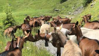 Pâturage de la chèvres à Grindelwald